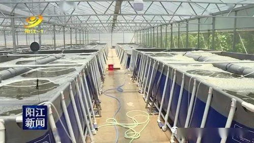 大手筆 投入7000多萬 搞對蝦封閉式工廠化循環(huán)水養(yǎng)殖,三階段跑道式養(yǎng)殖,養(yǎng)殖水體5200立方米